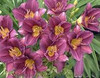 Hemerocallis Purple de Oro SF BR