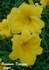 Hemerocallis Stella de Oro SF BR