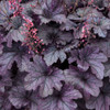 Heuchera Grape Timeless 10ct Quarts