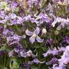 Clematis 'Stand by Me Lavender' PP34275 (25) BR Plants