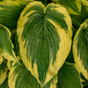 Hosta 'Drop Dead Gorgeous' PP33318 (20)ct Flat