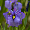 Iris p Shiryukyo 25 BR Plants