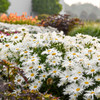 Leucanthemum s. 'Spun Silk' PP34197 (30)ct Flat