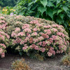 Sedum 'Coraljade' PP33958 (25) BR Plants