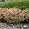 Sedum 'Coraljade' PP33958 (25) BR Plants