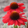 Echinacea Cardinal Crest PPAF 30ct Flat