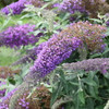 Buddleia Violet Cascade PPAF 30ct Flat