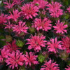 Monarda d Pardon My Rose PPAF 20ct Flat