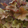 Heuchera Toffee Tart PPAF 30ct Flat