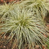 Carex FEATHER FALLS ET CRX01 PP26,19930ct Flat