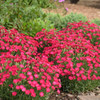 Dianthus 'Paint the Town Red' PP33293 (30)ct Flat