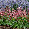 Heuchera 'Berry Timeless' PP26357 (20)ct Flat