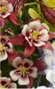 Aquilegia KIRIGAMI Red and White 10ct Quarts