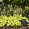 Heuchera Twist of Lime PP30618 10ct Quarts