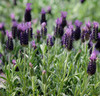 Lavandula stoechas Anouk PP16685 10ct Quarts