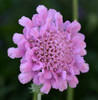 Scabiosa columbaria Flutter Rose Pink PP27809 10ct Quarts