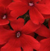 Verbena EnduraScape Red PP26132 10ct Flat