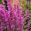 Agastache Royal Raspberry PPAF 30ct Flat