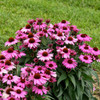 Echinacea The Fuchsia is Bright PPAF 30ct Flat