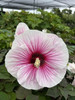 Hibiscus 'Angel Eyes' PPAF (25) BR Plants