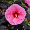 Hibiscus Edge of Night PPAF 25 BR Plants