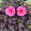 Hibiscus Edge of Night PPAF 25 BR Plants