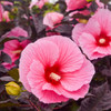 Hibiscus 'Edge of Night' PP34359 (25) BR Plants