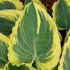 Hosta Trendsetter PP33296 20ct Flat