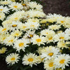 Leucanthemum s Seventh Heaven PPAF 30ct Flat