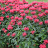 Monarda Red Velvet PPAF 20ct Flat