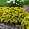 Sedum Bright Idea PPAF 25 BR Plants