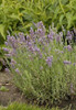 Lavandula angustifolia 'Ellagance Purple' (10)ct Quarts