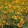 Coreopsis Li'l Bang 'Enchanted Eve' (10)ct Quarts