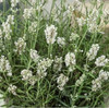 Lavandula 'Ellagance Snow' (10)ct Quarts