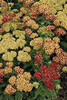 Achillea m. 'Strawberry Seduction' PP18401 (4) 1-gallons