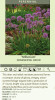 Allium 'Millenium' (4) 1-gallons