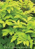 Aralia c. 'Sun King' (4) 1-gallons