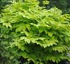 Aralia c. 'Sun King' (4) 1-gallons