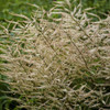 Aruncus 'Chantilly Lace' PP30740 (4) 1-gallons