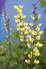 Baptisia DECADENCE 'Lemon Meringue' PP24280 (4) 1-gallons