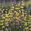 Baptisia 'Pink Lemonade' PP30669 (4) 1-gallons