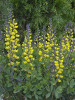 Baptisia DECADENCE 'Vanilla Cream' PP25663 (4) 1-gallons