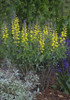 Baptisia DECADENCE 'Vanilla Cream' PP25663 (4) 1-gallons