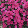 Dianthus 'Paint the Town Magenta' PP29222 (4) 1-gallons