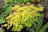 Dicentra spectabilis 'Gold Heart' (4) 1-gallons