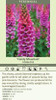 Digitalis p. 'Candy Mountain' (4) 1-gallons