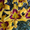 Hemerocallis Tiger Swirl (4) 1-gallons