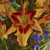 Hemerocallis Tiger Swirl (4) 1-gallons