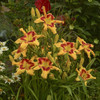 Hemerocallis Tiger Swirl (4) 1-gallons