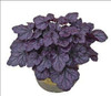 Heuchera 'Grape Expectations' PP26894 (4) 1-gallons